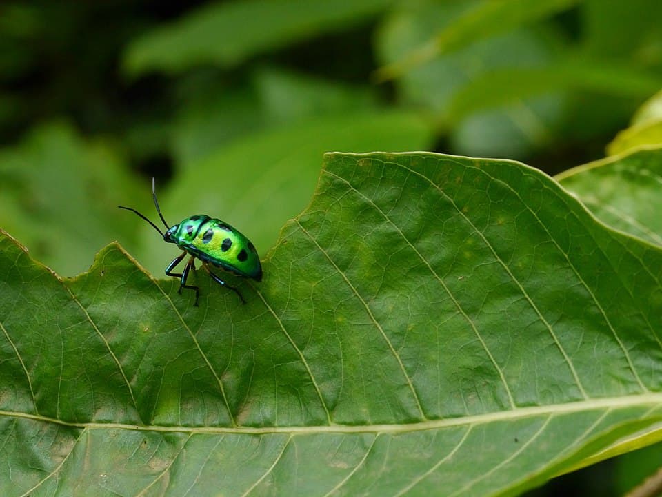 By Dinesh Valke from Thane, India - ... beetle :: jewel beetle, CC BY-SA 2.0, https://commons.wikimedia.org/w/index.php?curid=51492120