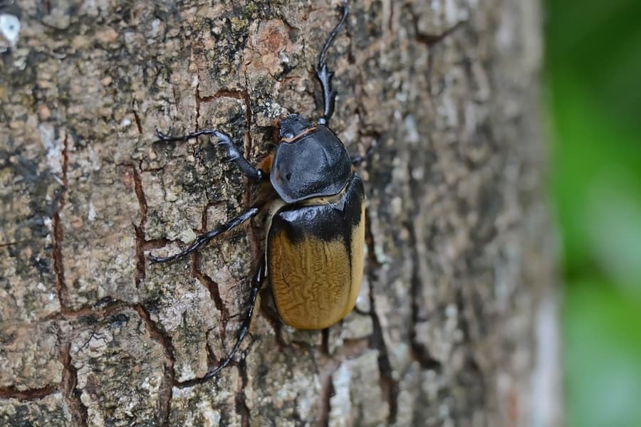 By Geoff Gallice from Gainesville, FL, USA - Elephant beetle, CC BY 2.0, https://commons.wikimedia.org/w/index.php?curid=22440310