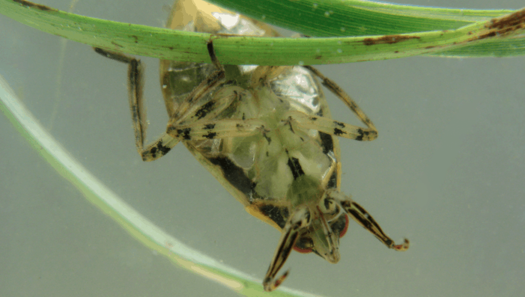 By Dave Huth from Allegany County, NY, USA - Giant Water Bug 4, CC BY 2.0, https://commons.wikimedia.org/w/index.php?curid=64866169