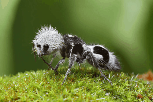 By Chris Lukhaup - Chris Lukhaup - http://onebigphoto.com/panda-ant/, CC BY-SA 4.0, https://commons.wikimedia.org/w/index.php?curid=40023816