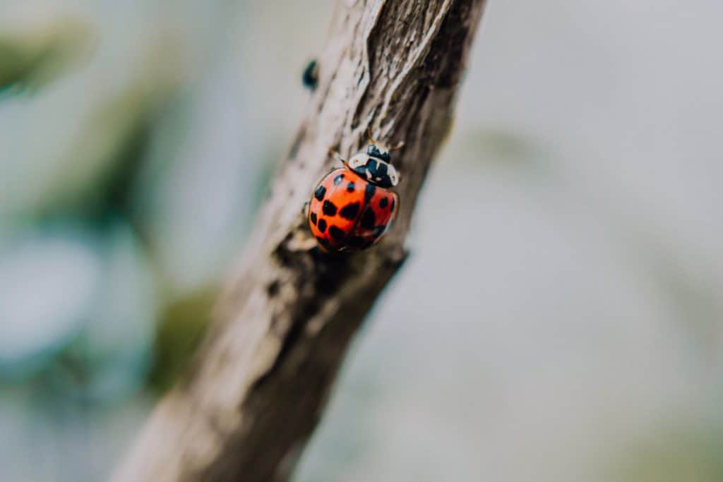 gray ladybugs