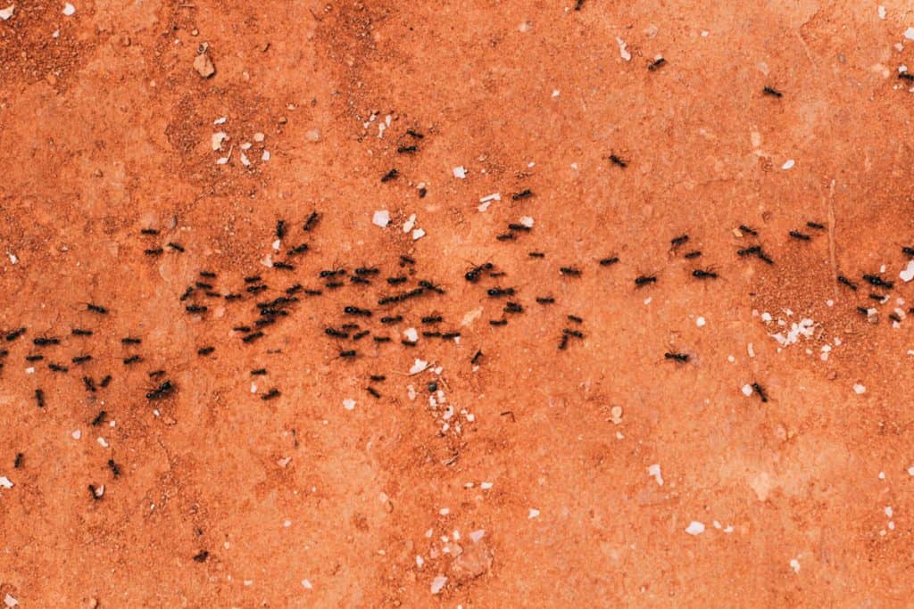 Why Do Dead Ants Attract More Ants Everything You Need To Know