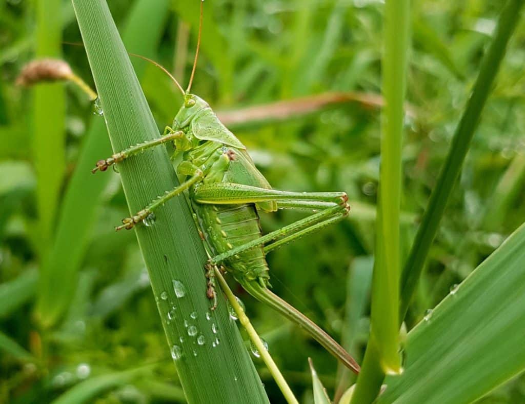 Image result for copyright free images of locust swarms