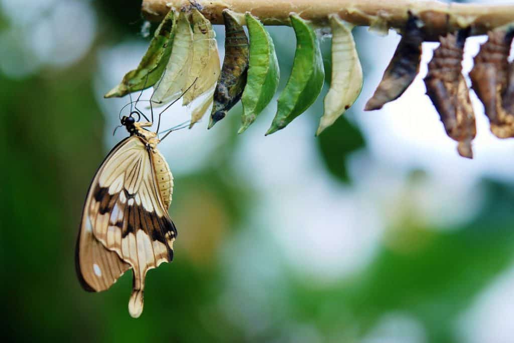 Can Butterflies See Color Lets Find Out School Of Bugs 9129