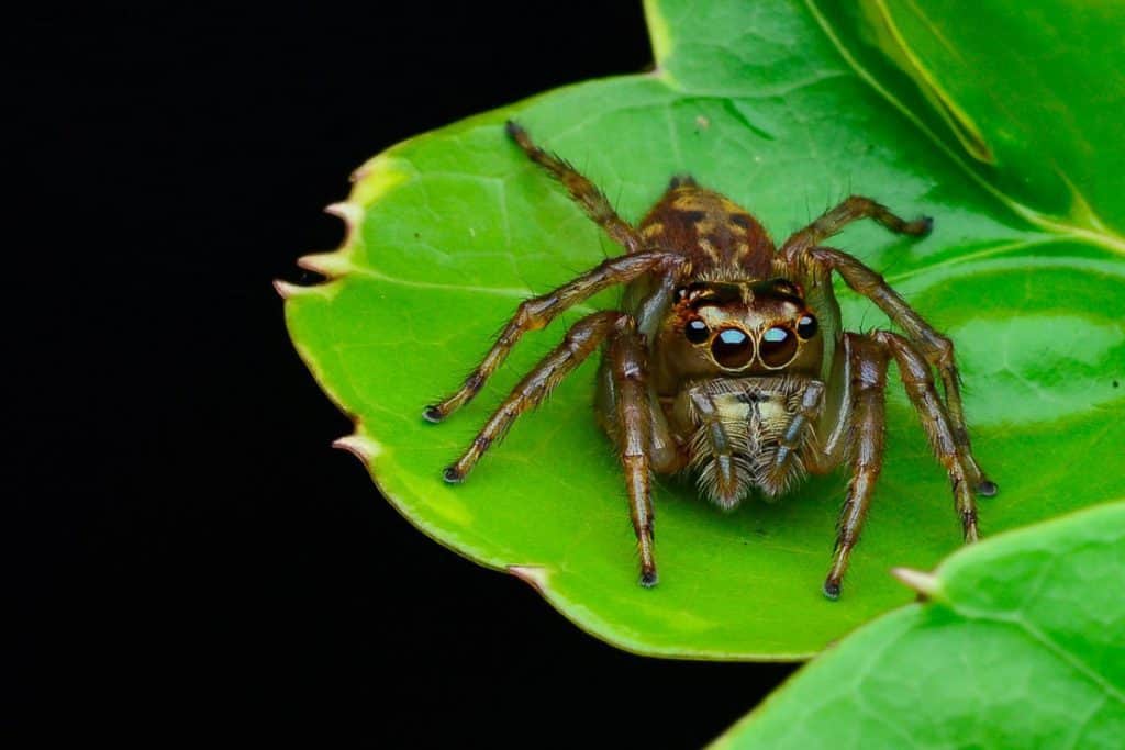 Image result for copyright free images of Jumping Spiders