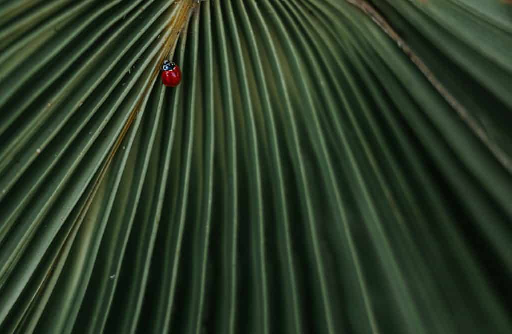 Image result for copyright free images of Nests of ladybugs in homes