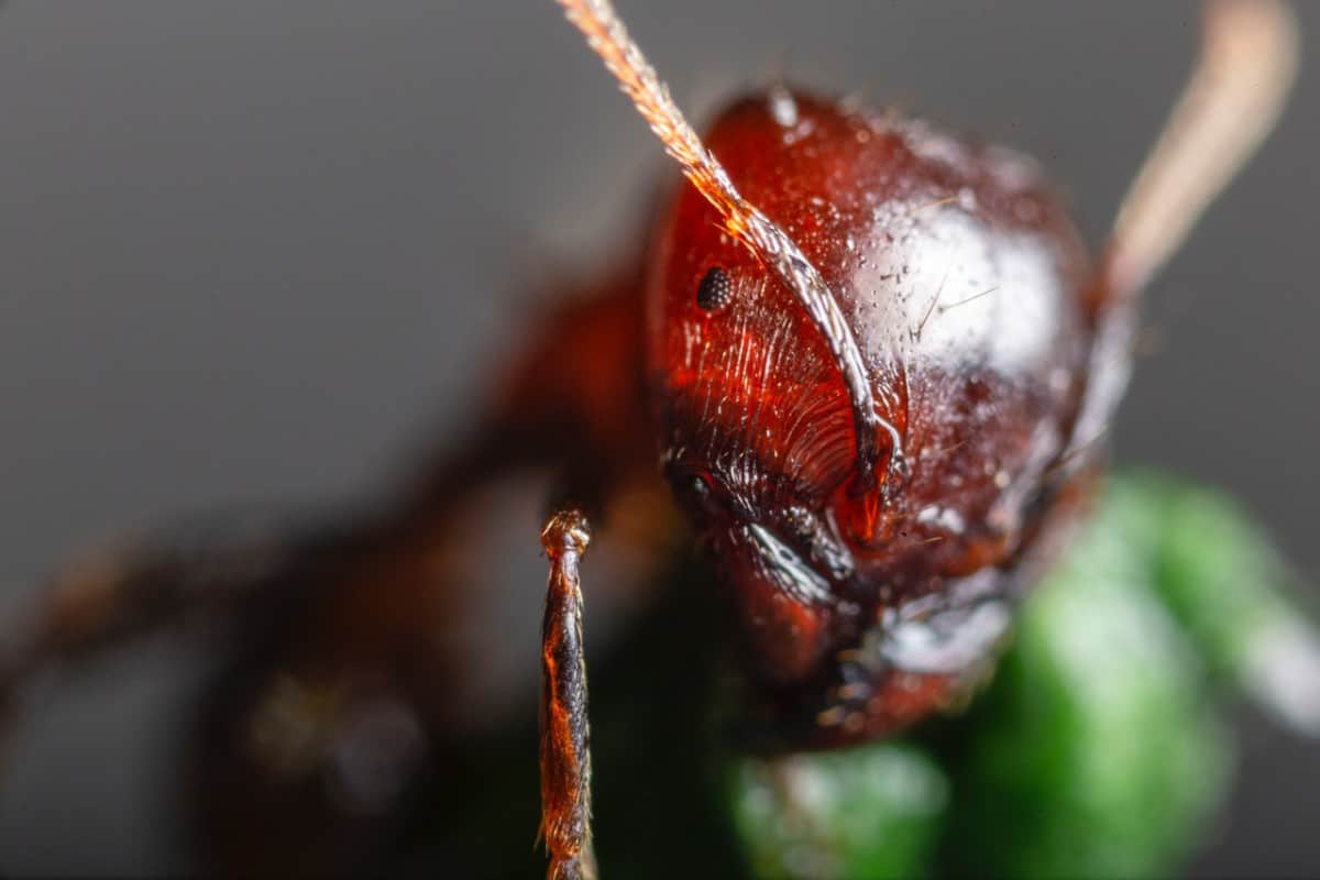 can-ants-become-immune-to-poison-school-of-bugs