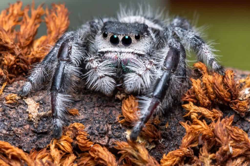 Cool Spiders To Have As Pets