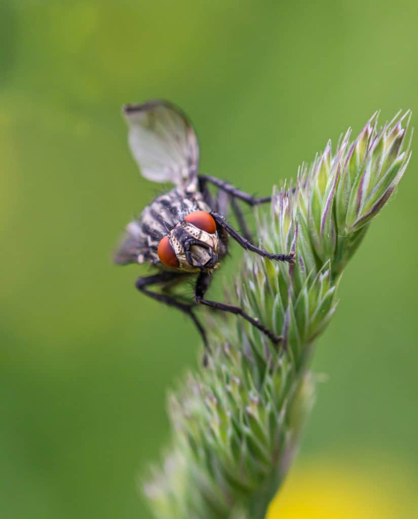 Everything You Need to Know About Fruit Flies School Of Bugs