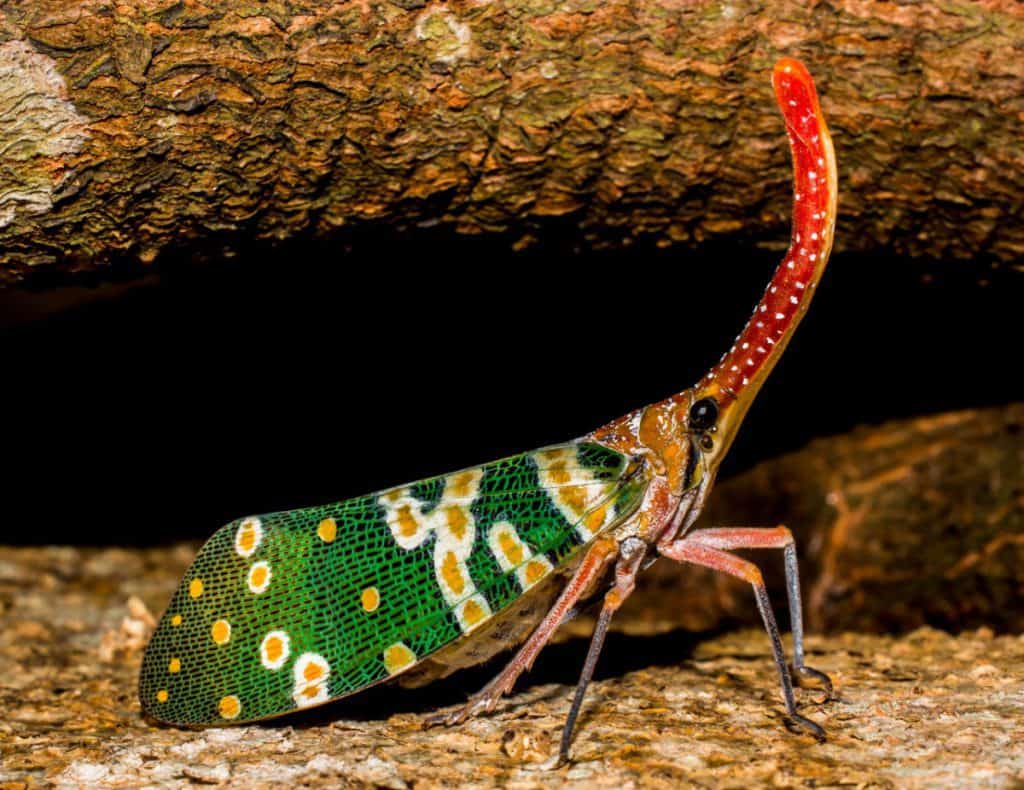 Image result for copyright free images of swarms of Warm-Weather Cicadas