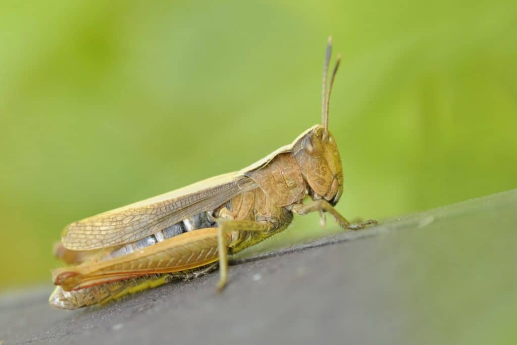 Image result for copyright free images of swarms of  Locust Plague