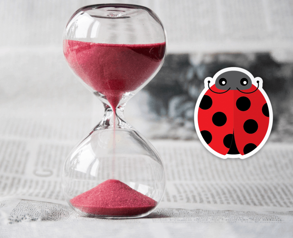 ladybug life cycle