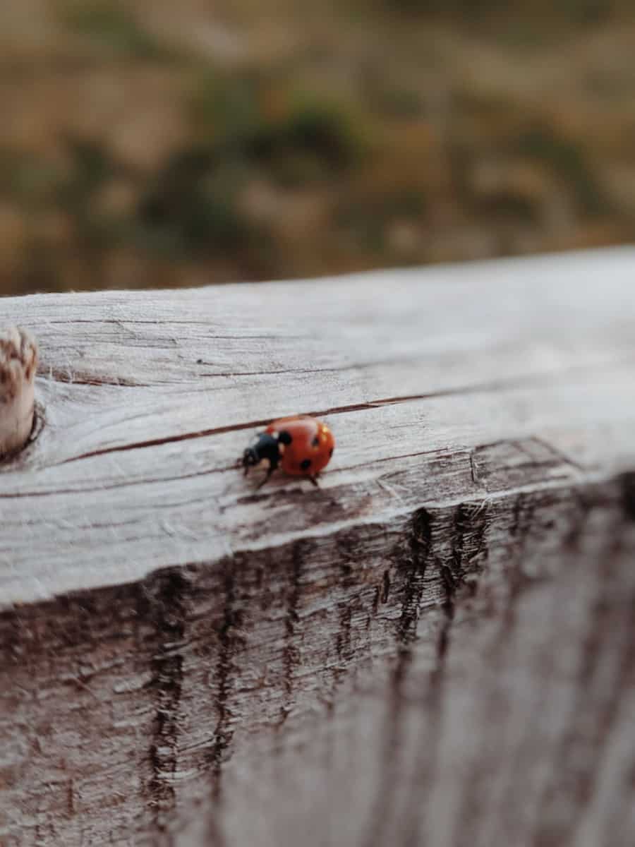 Are Ladybugs Poisonous? – School Of Bugs