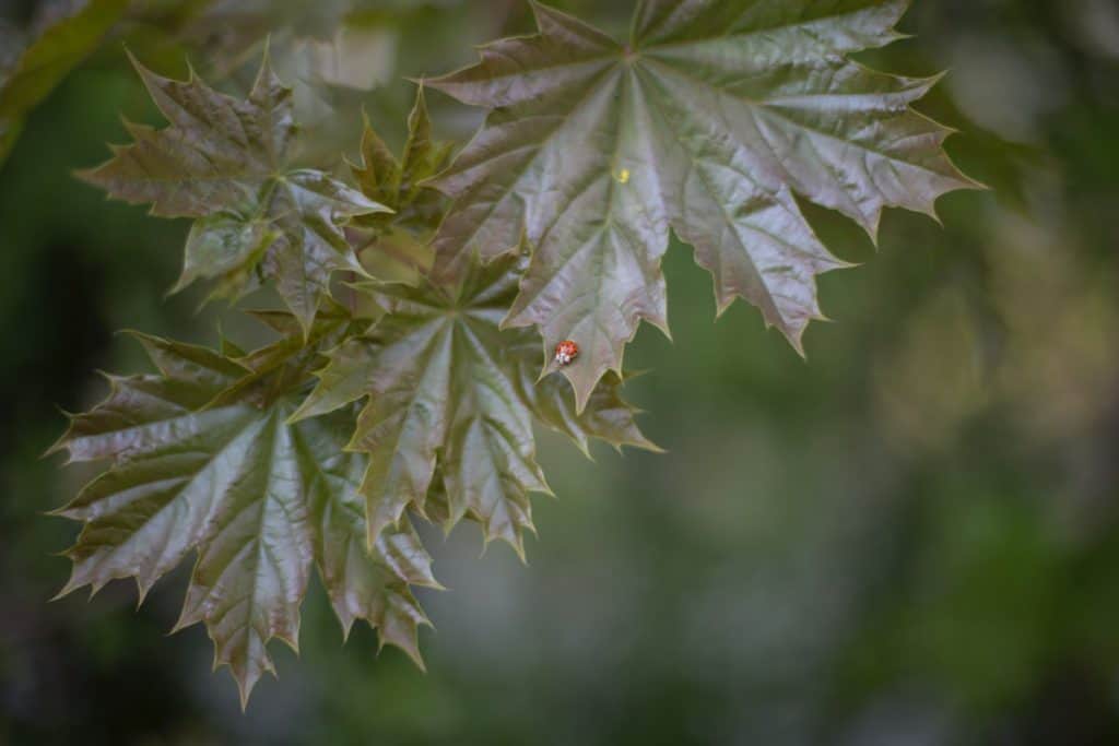 Image result for copyright free images of What happens to a ladybug during overwintering