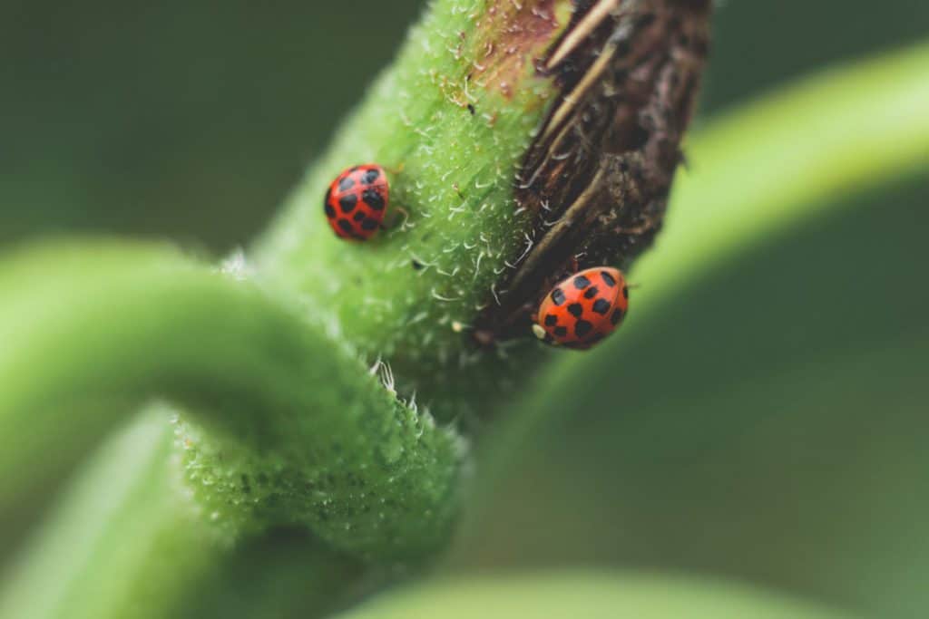 Image result for copyright free images of Ladybugs