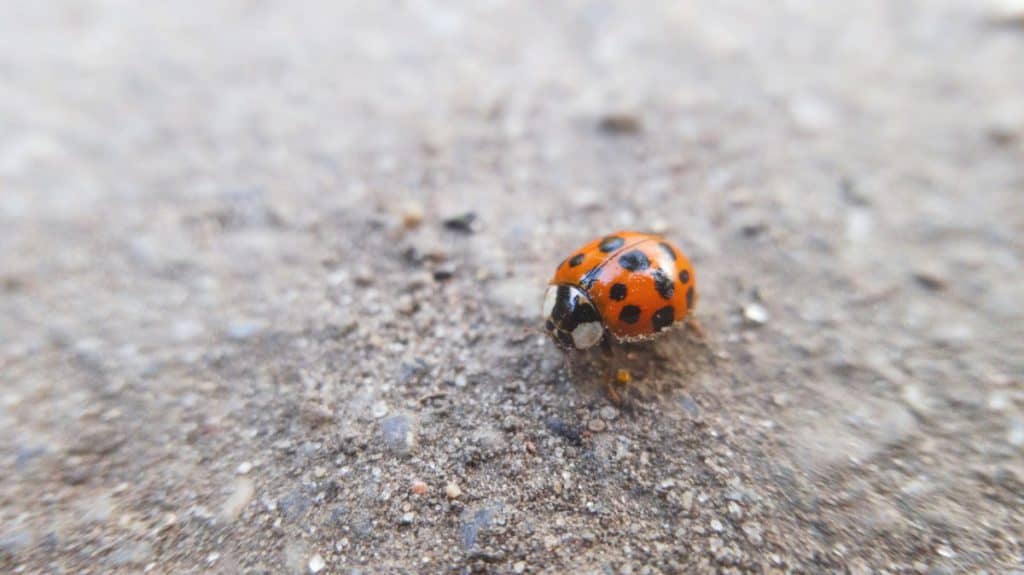 coccinellida defensive mechanism