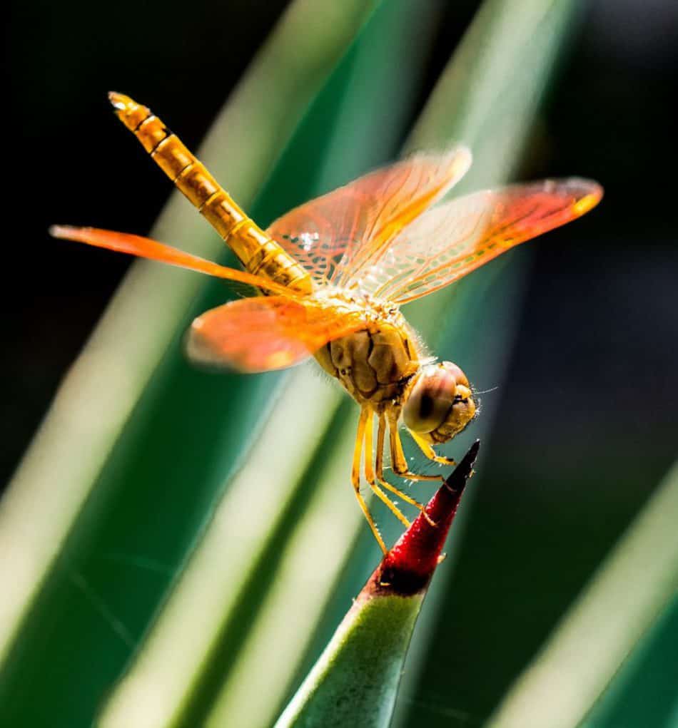 Image result for copyright free images  of Dragonflies