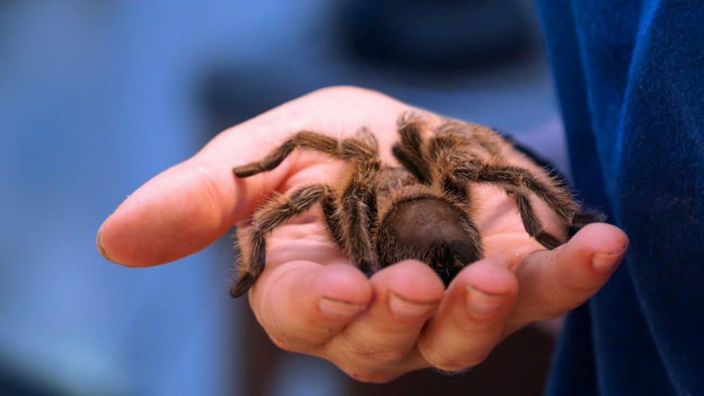 The Three Best Kinds of Spiders to Keep as Pets – School Of Bugs