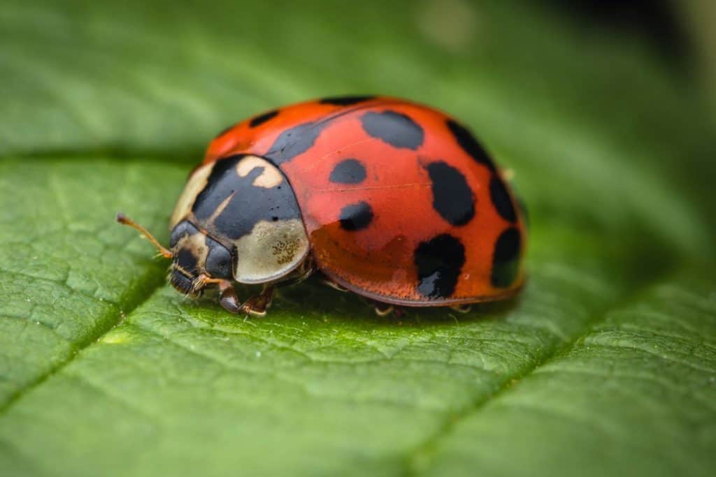 Image result for copyright free images of Are All Ladybugs Girls