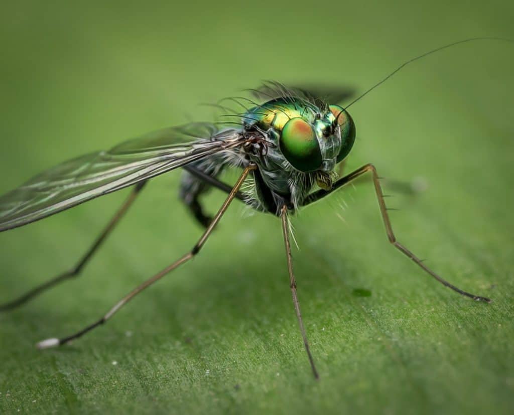 which-pests-can-peppermint-repel-school-of-bugs