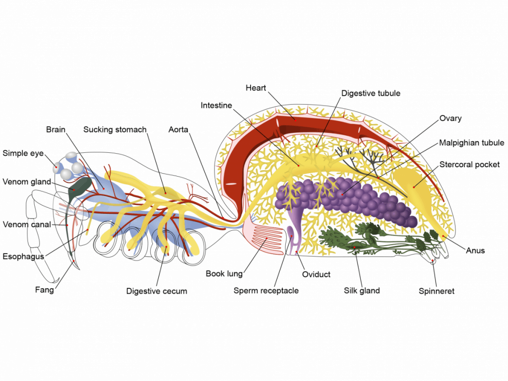 By !Original:John Henry ComstockVector: Pbroks13 (Ryan Wilson) - Anatomical information and original diagram from The Spider Book (1912, 1920) by John Henry ComstockAdditional anatomical information from Biology of Spiders (1996) by Rainer F. Foelix, CC BY 3.0, https://commons.wikimedia.org/w/index.php?curid=7477183