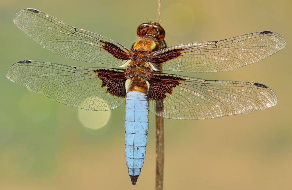 The Dragonflies – Black, Orange and More! – School Of Bugs