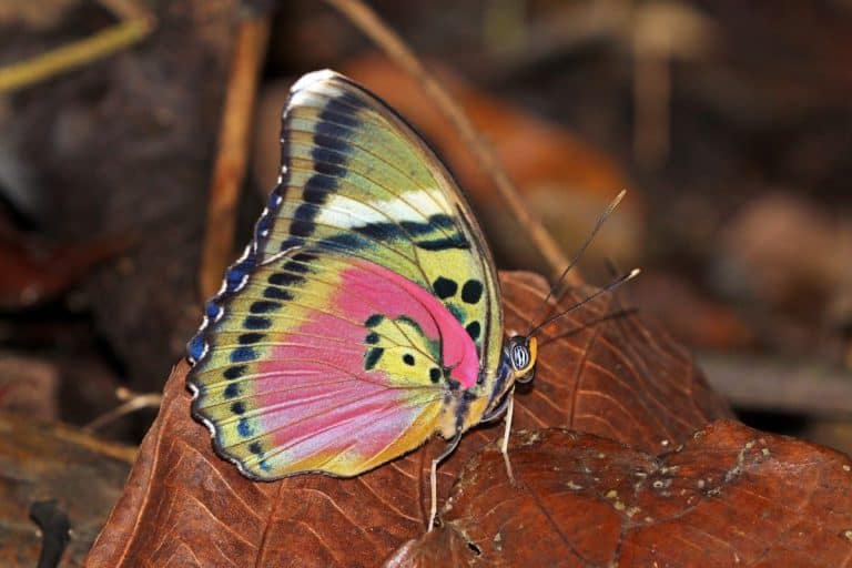 the-color-of-butterflies-explained-school-of-bugs