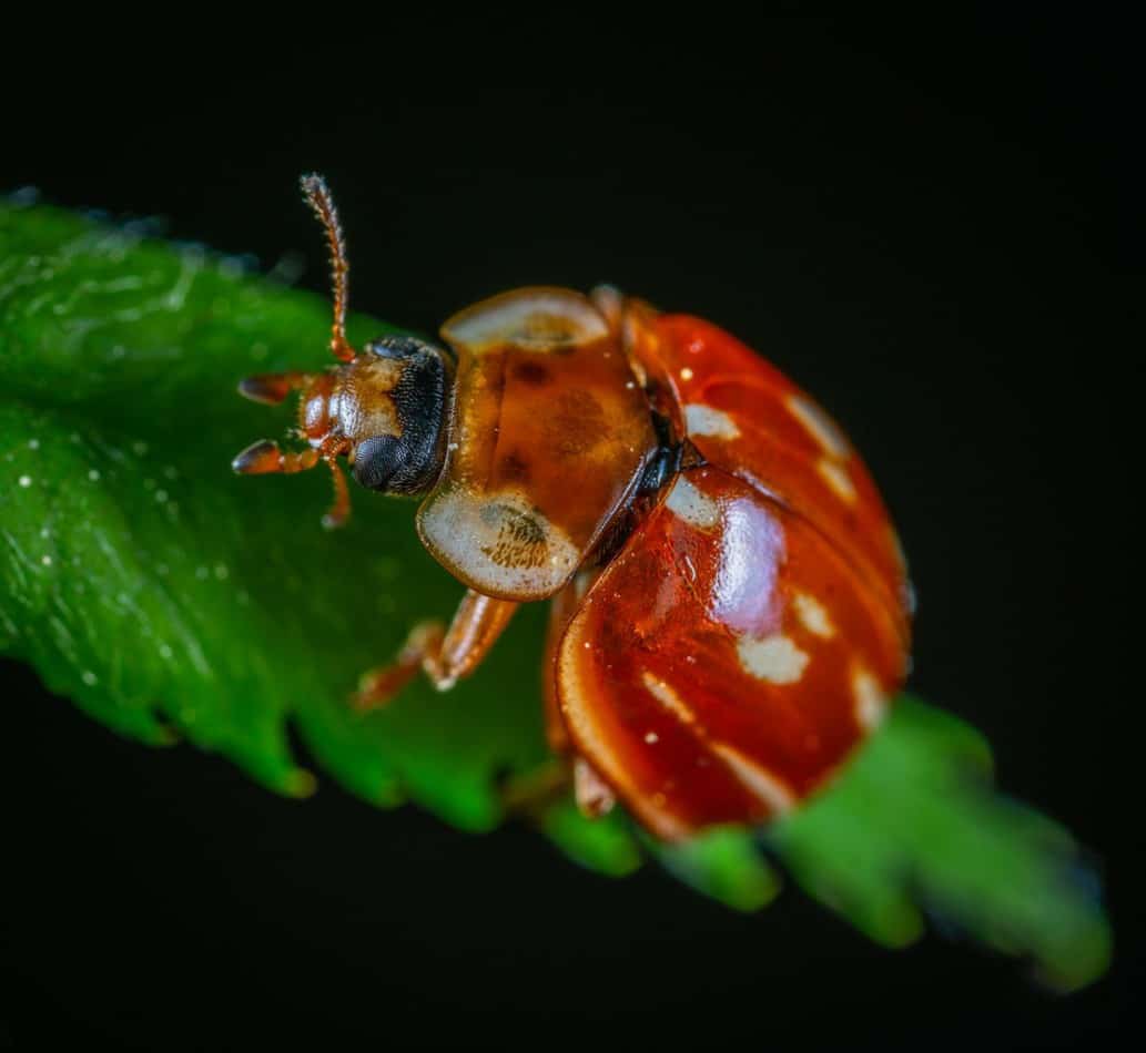 do-ladybugs-bite-or-sting-answered-school-of-bugs