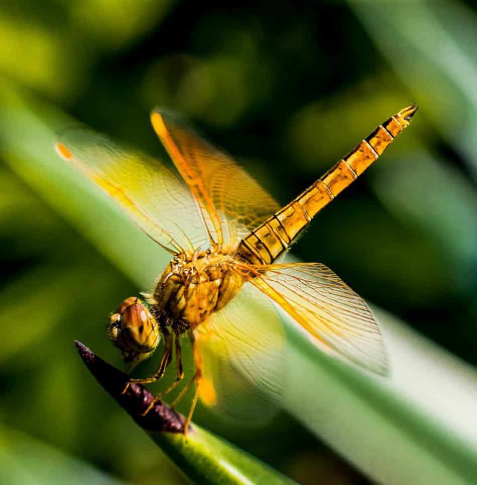 List 97+ Pictures what color is a dragonfly Superb