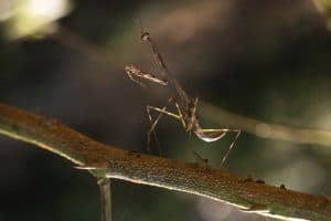 mantis mantises locusts insects mantids schoolofbugs