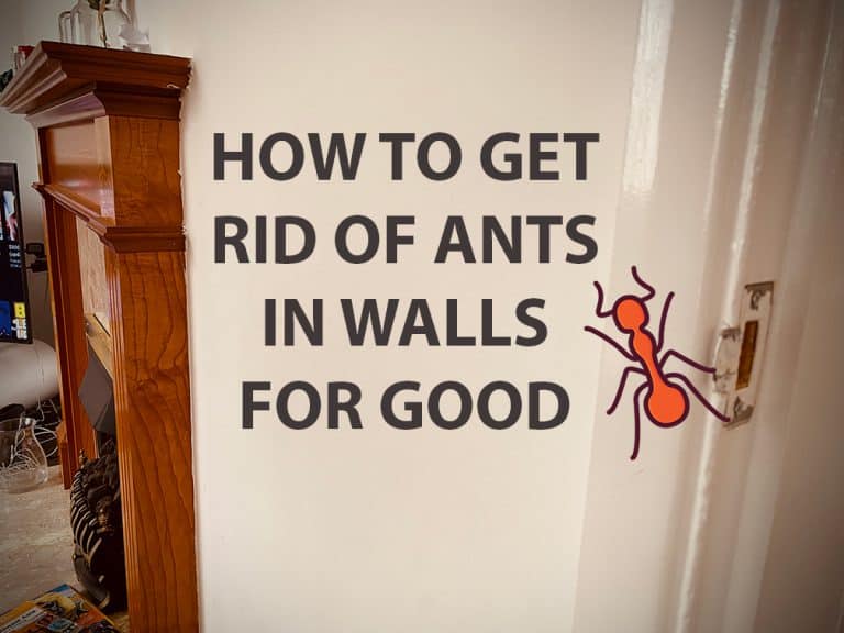 ANTS IN WALLS SMALL 768x576 