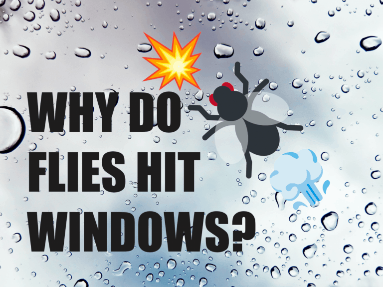 Why Do Flies And Other Insects Hit Windows Answered School Of Bugs