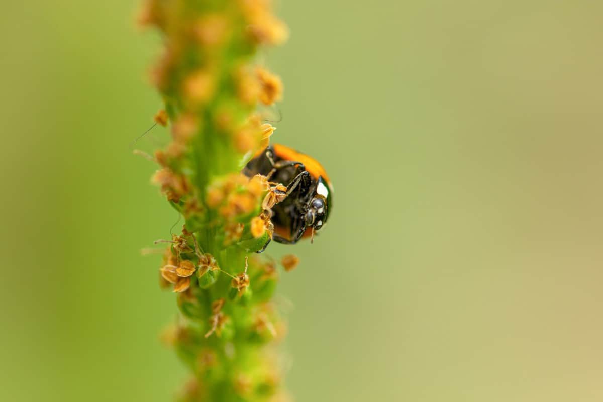 do-ladybugs-bite-or-sting-answered-school-of-bugs