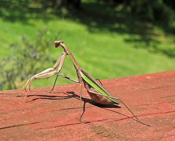 chinese-praying-mantis-owners-guide-for-beginners-school-of-bugs