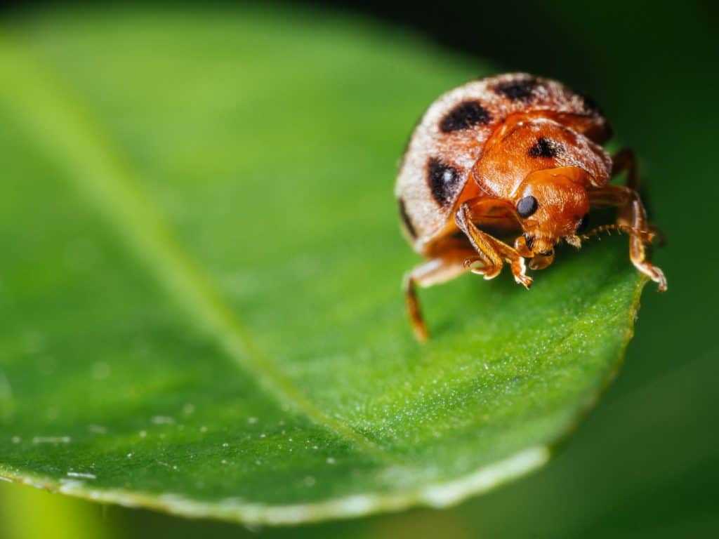 do-ladybugs-eat-spiders-the-answer-shocked-me-school-of-bugs