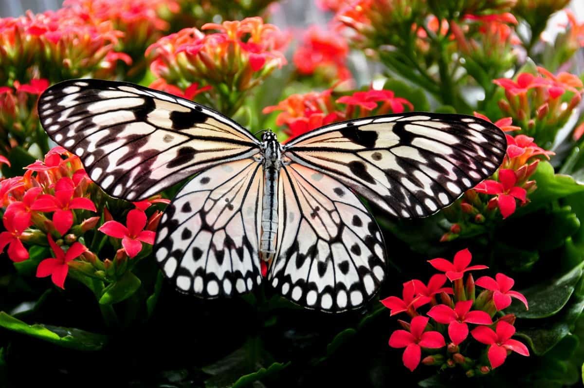 butterfly-garden-benefits-how-are-butterflies-good-for-the-garden