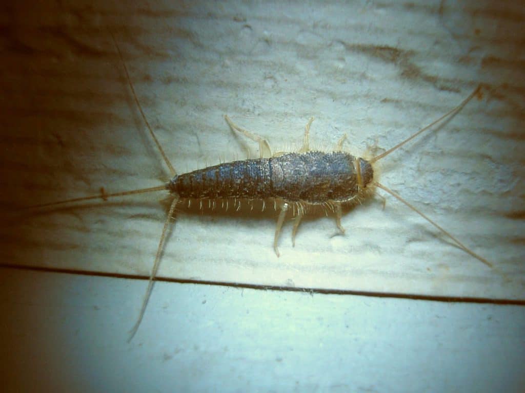 Bad why are silverfish What Are