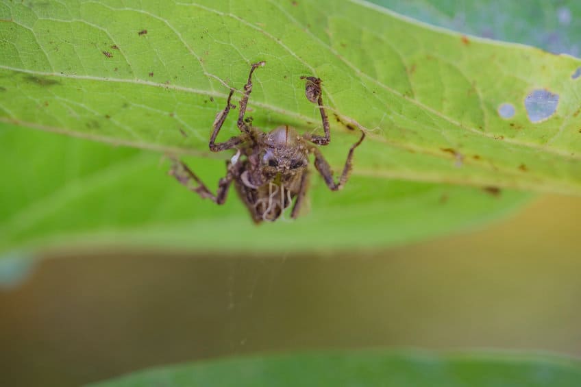 how-do-bugs-walk-on-walls-the-curious-answer-school-of-bugs