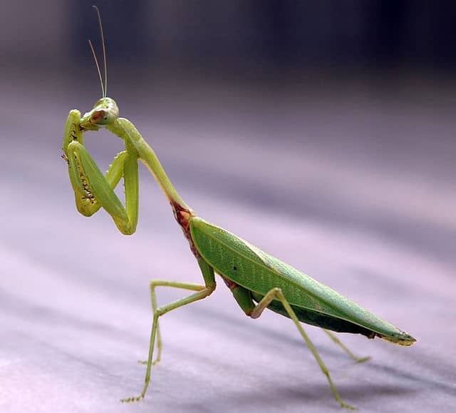 Are Praying Mantises Poisonous? 5 Key Facts – School Of Bugs