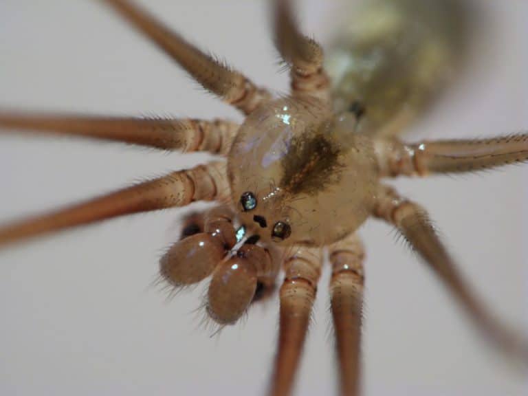 long body cellar spider overview