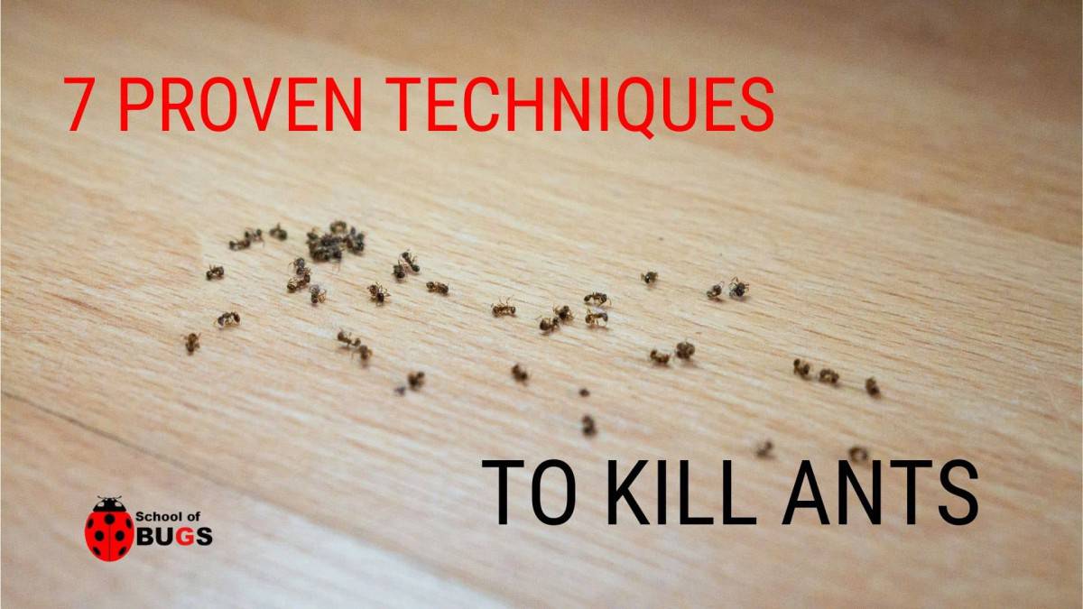 What Kills Ants Easily? 7 Proven Techniques – School Of Bugs