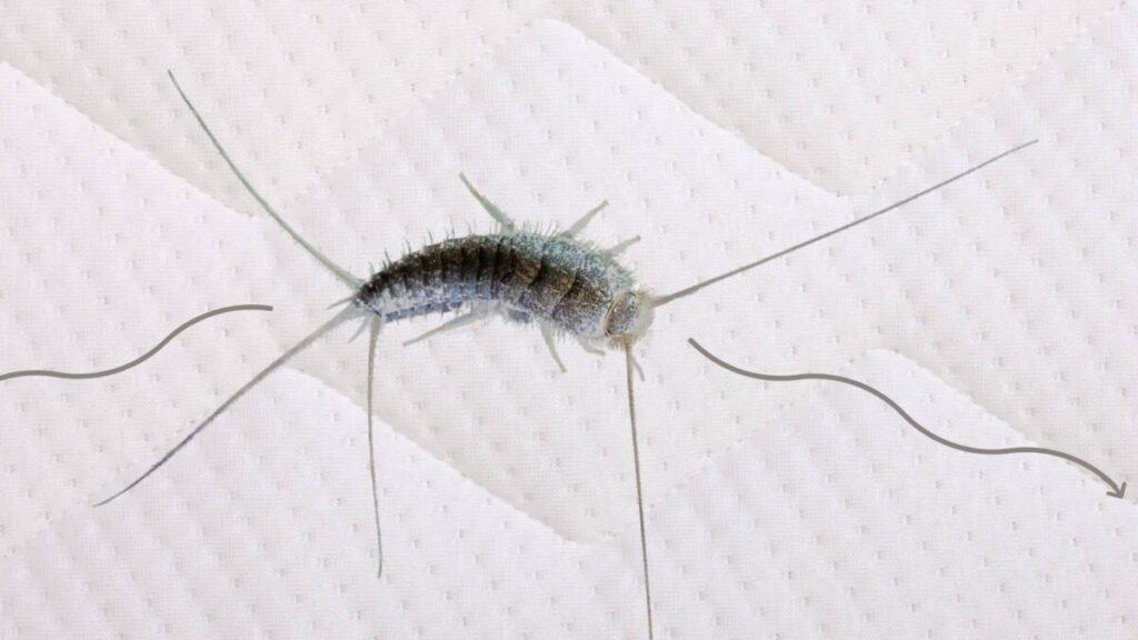 Do silverfish get in your bed? Well, It’s Complicated – School Of Bugs