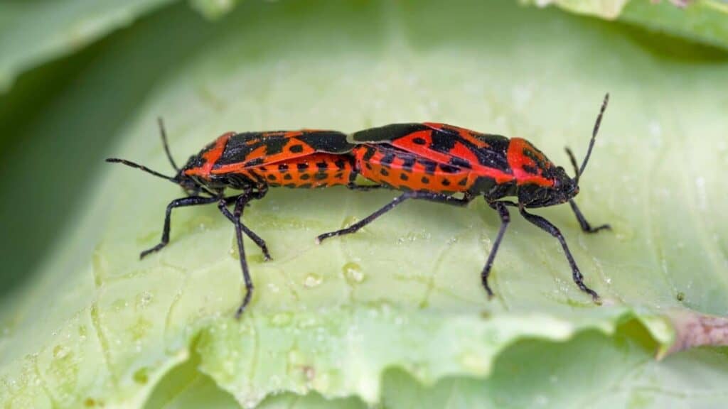 stink-bugs-without-food-how-long-do-they-last-school-of-bugs