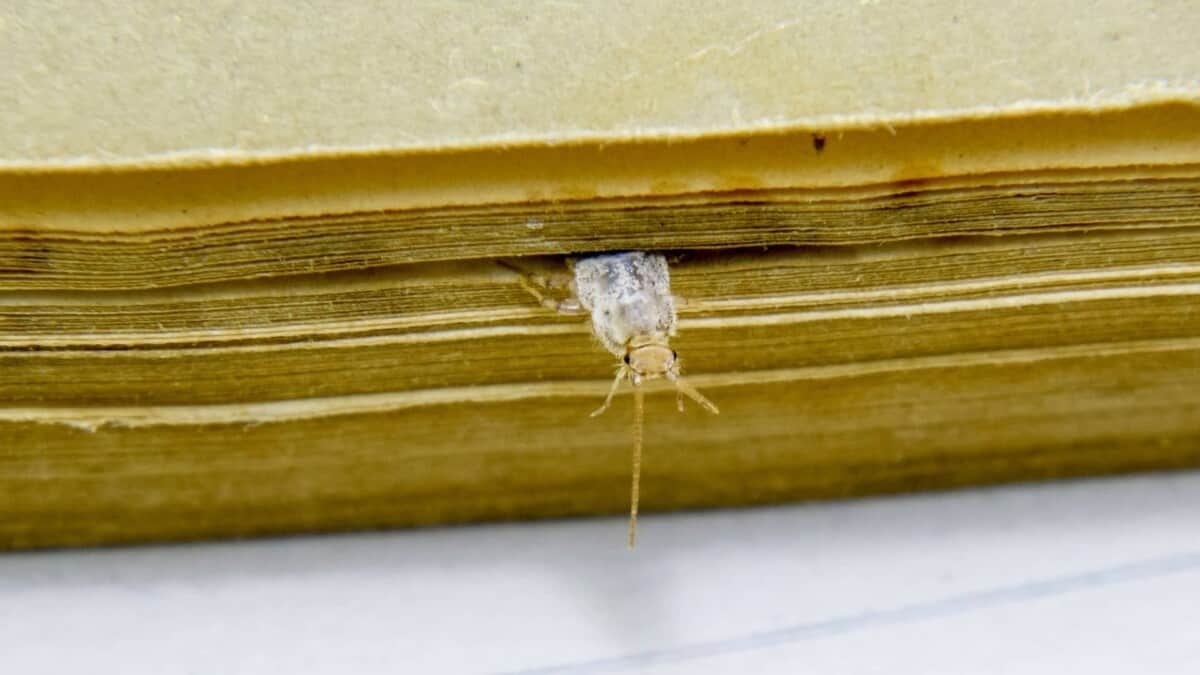 Are Silverfish Dangerous? 7 Things to Know – School Of Bugs