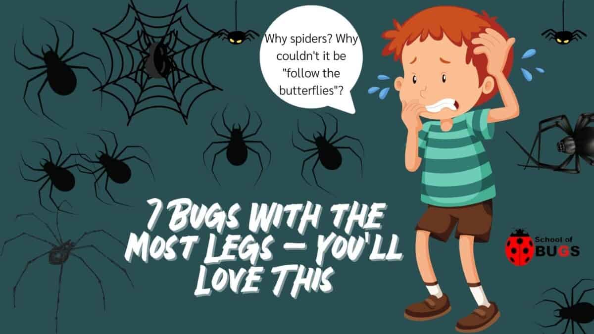 7-bugs-with-the-most-legs-you-ll-love-this-school-of-bugs