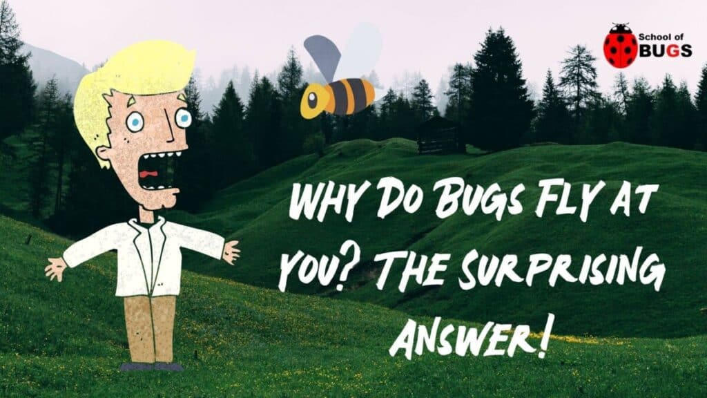 Why Do Bugs Fly at You? The Surprising Answer! School Of Bugs