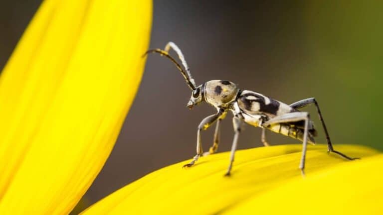 Why Do Bugs Have Antennae? – Explained In Simple Terms – School Of Bugs