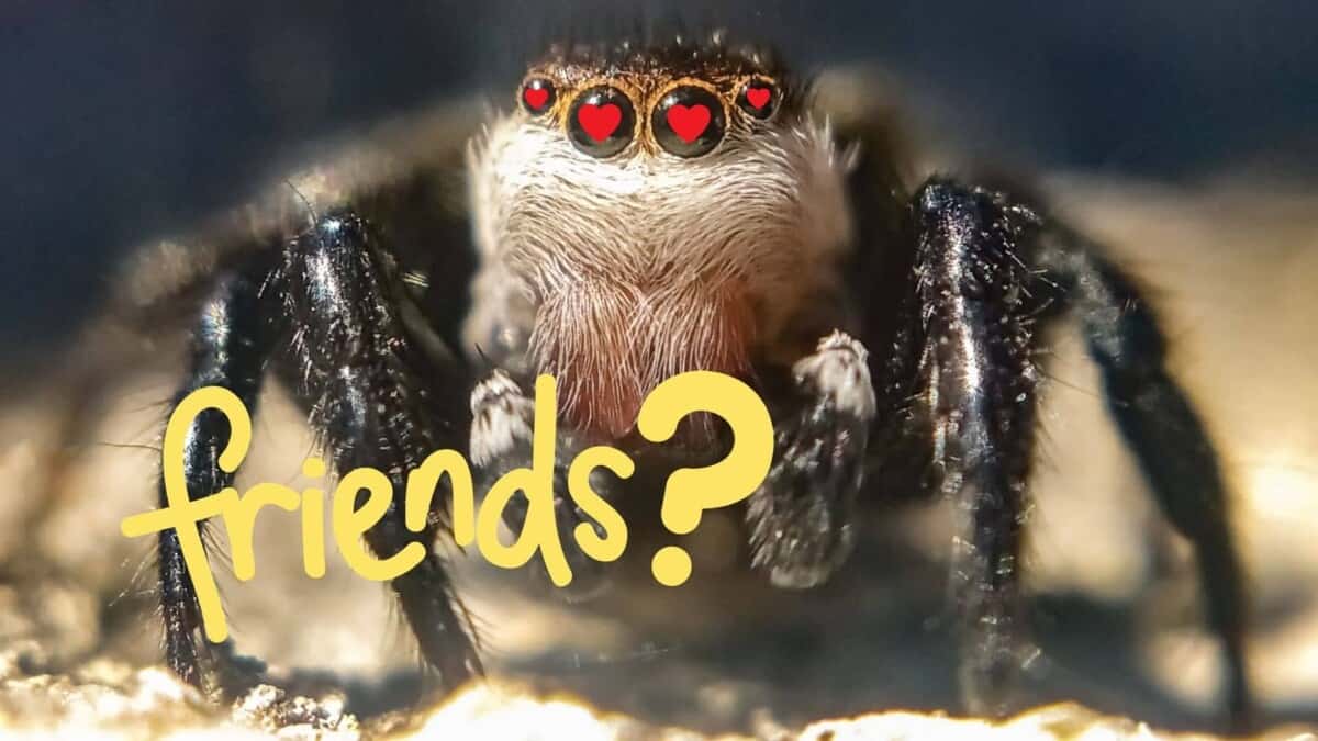 Do Spiders Eat Moths? Facts About What Spiders Eat – School Of Bugs