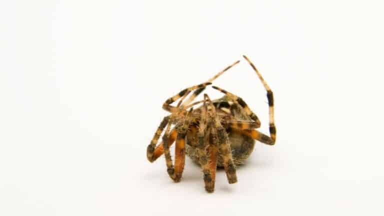 Why do bugs die on their back – You Won’t Believe This – School Of Bugs
