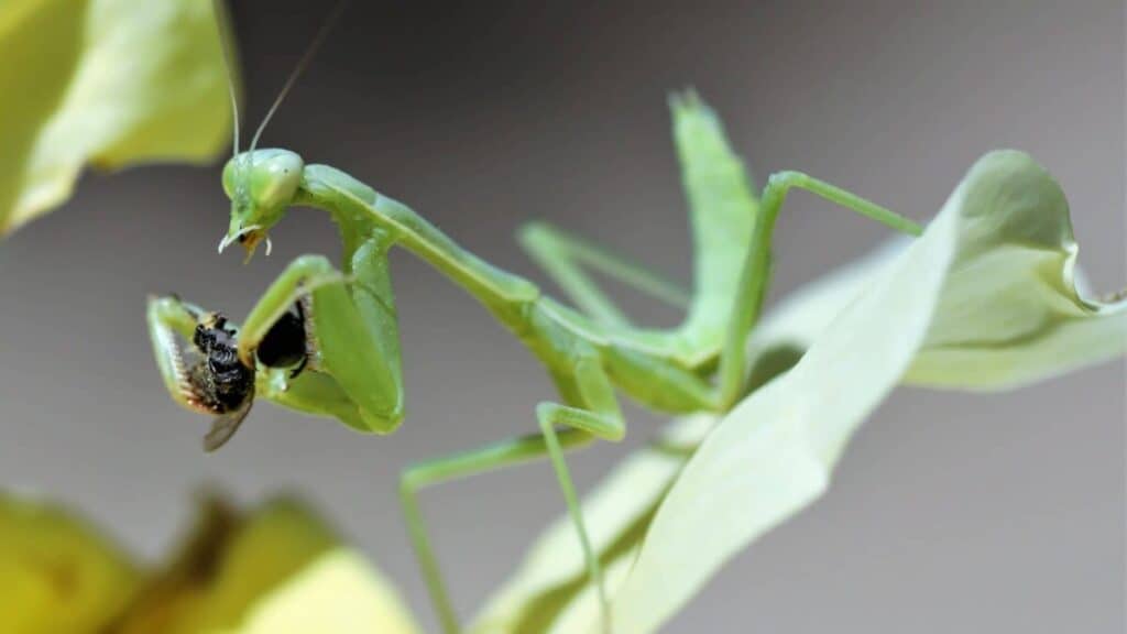 Can You Keep Praying Mantis Together